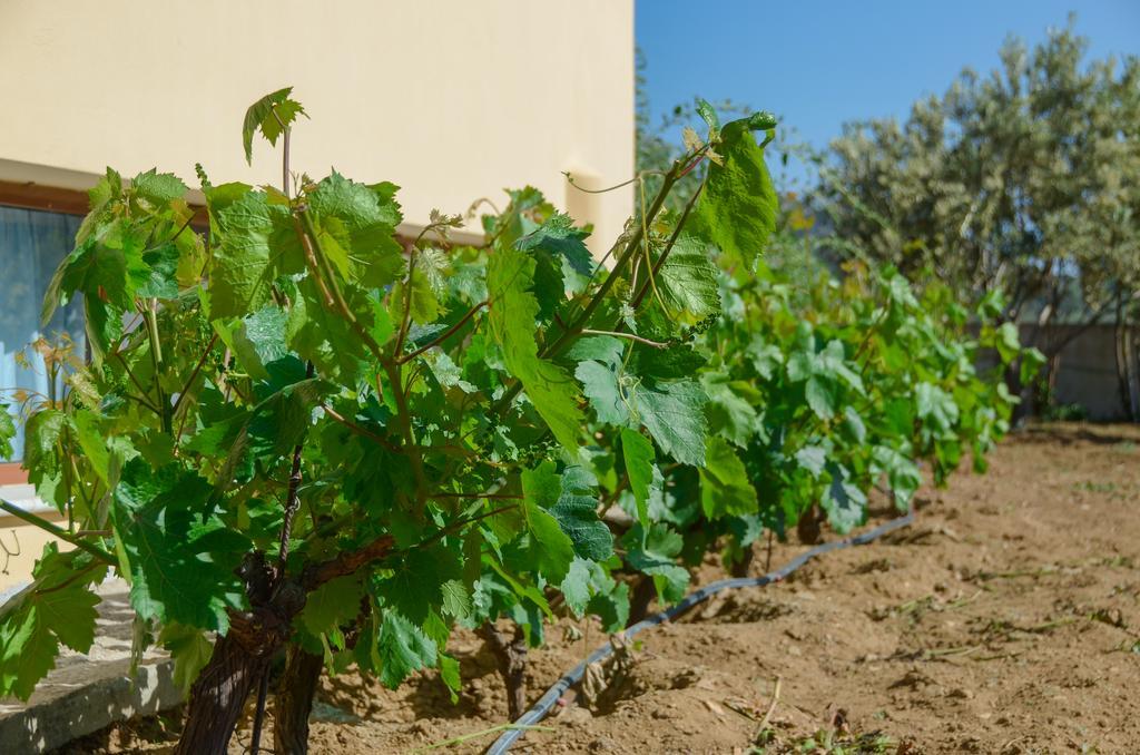 Naxos Cottage Káto Szangrí Kültér fotó